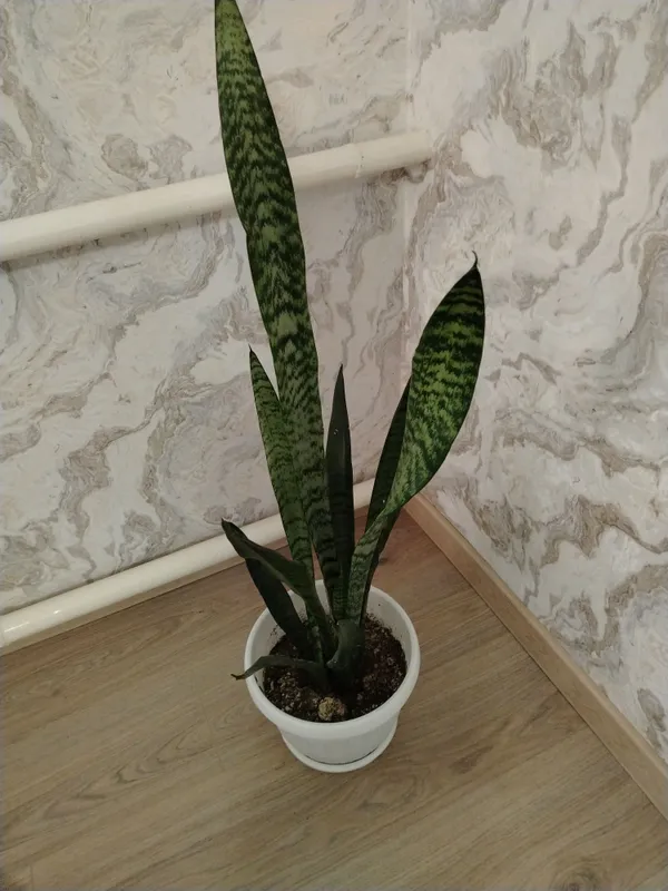 2kg