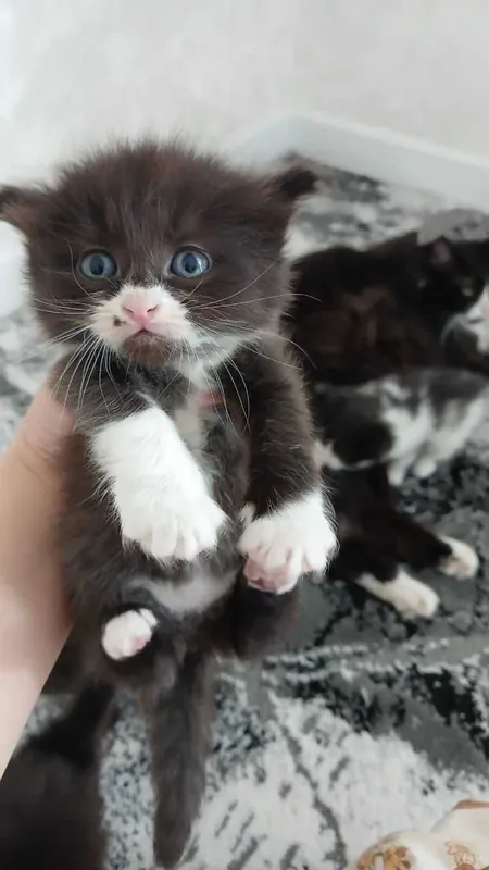 Отдам даром котят — фото 1