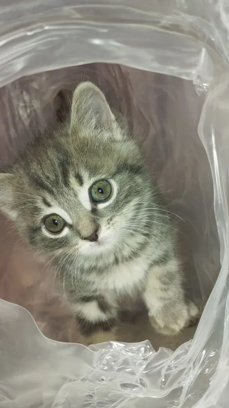Scottish fold mushukchalar sotiladi 3