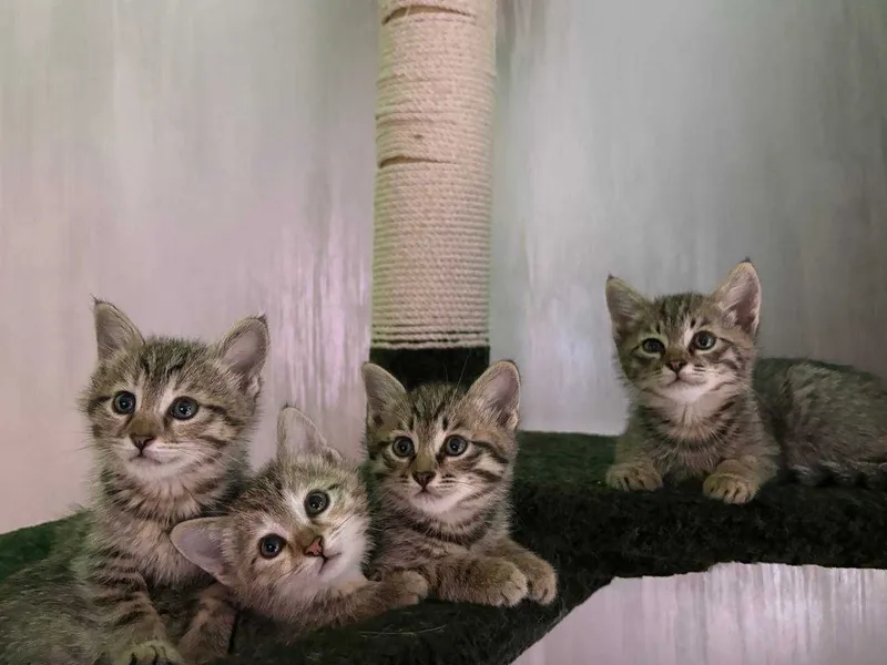 Котятя ищут семьи! 1 Котятя ищут семьи! 1
