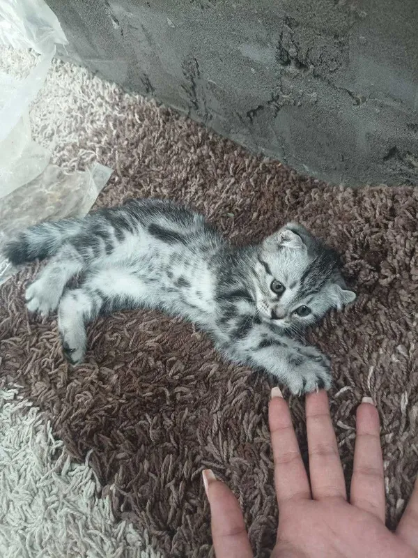 Продаётся котенок скотиш страйт девочка — фото 2