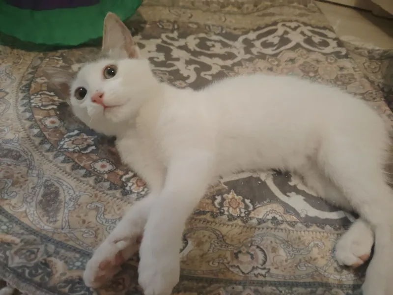 Котёнок отдам в хорошие руки Котёнок отдам в хорошие руки