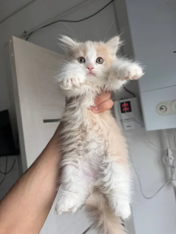 Шотландиский кошки котята продам срочно — фото 1