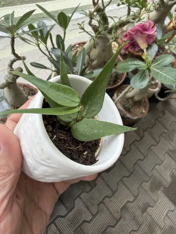Hoya polyneura 'Vietnam' два черенка — фото 2