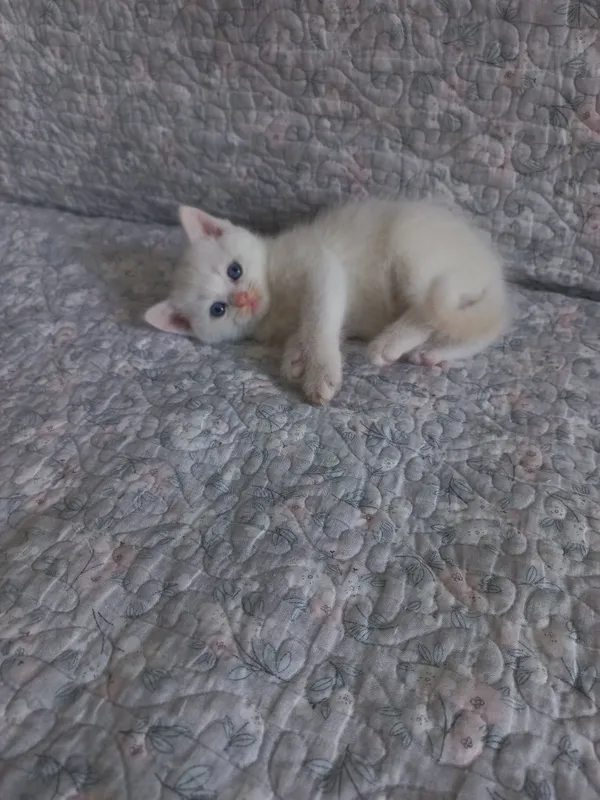 Котёнок скотишь страйт мальчик