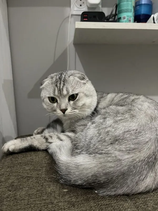 Вязка Скотишь Фолд — фото 2