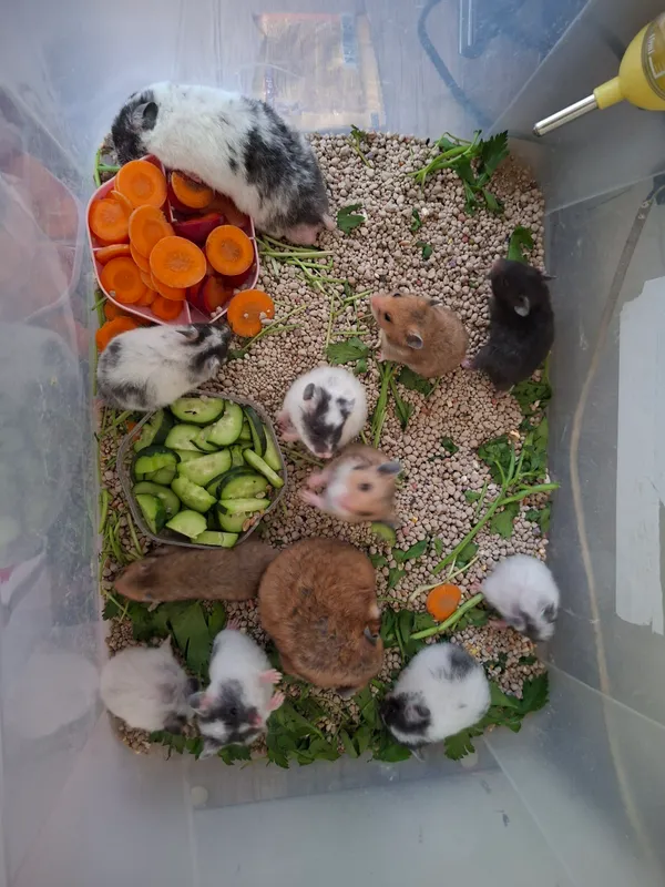 Hamyak sotiladi