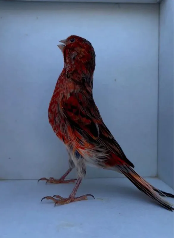 Gibrid qush sotiladi sayroda 2 Gibrid qush sotiladi sayroda 2