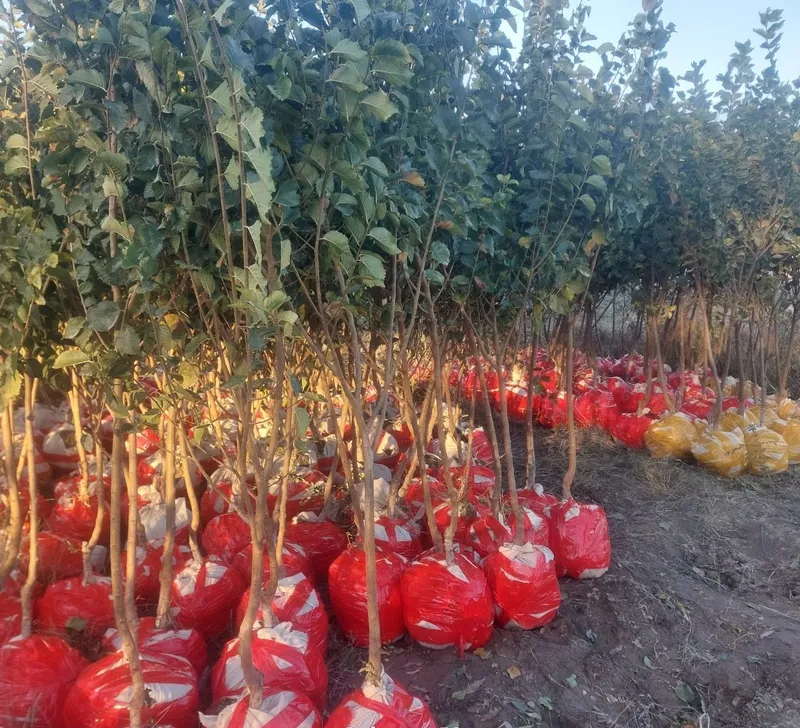 Гужум, сада, карагач, ясень 1 Гужум, сада, карагач, ясень 1