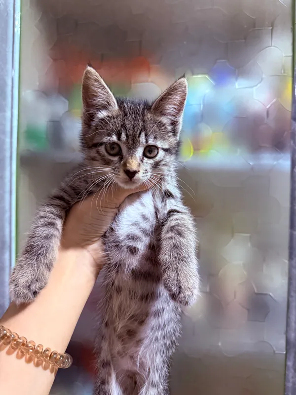 кошек отдам в хорошие руки