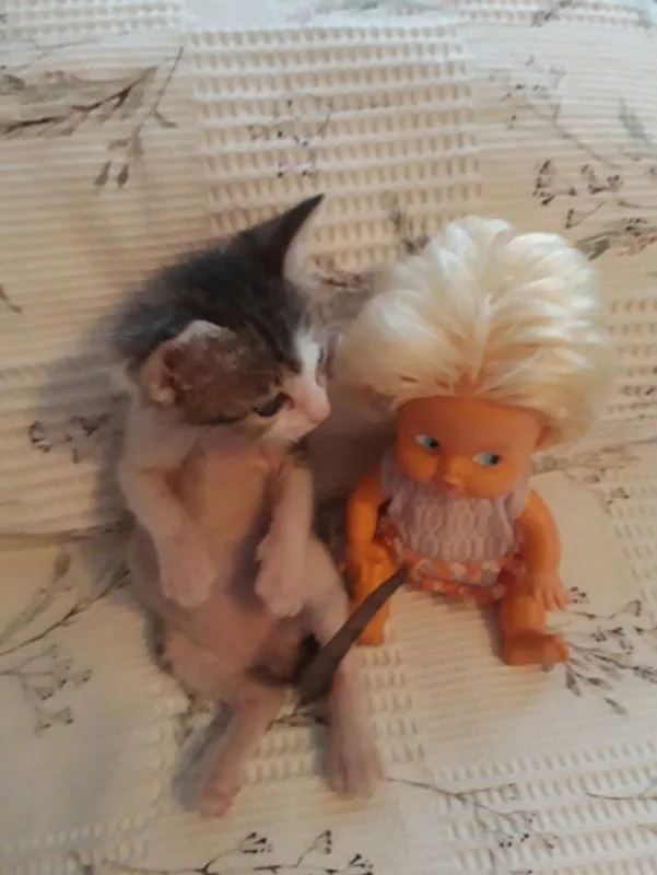 Котёнок в добрые и ответственные руки. 2 Котёнок в добрые и ответственные руки. 2