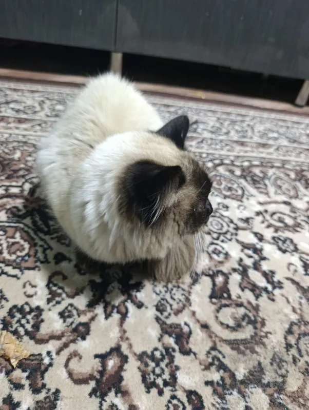 Балинезийской кошка — фото 7