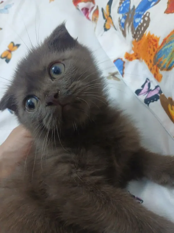Scottish fold mushuk sotiladi 2 Scottish fold mushuk sotiladi 2