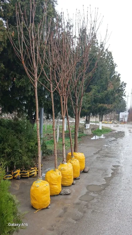 Toza Kashtan daraxti