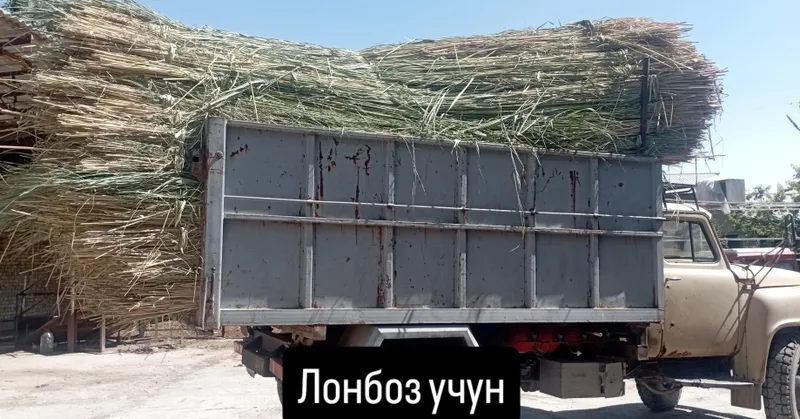 Камиш лонбозга заборга койхона молхонага салкин ушашга куйошдан саклаш 6