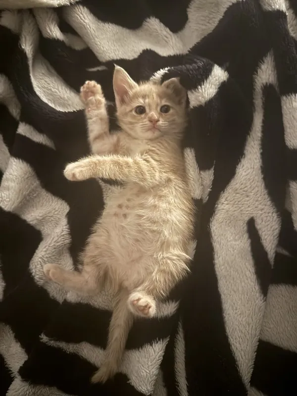 Отдам в добрые руки котенка — фото 1