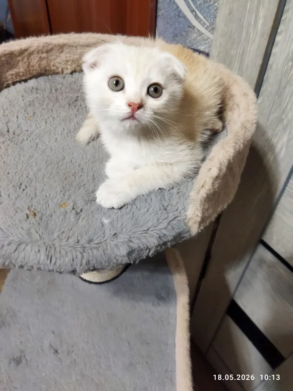 срочно продаются шотландские котята — фото 4
