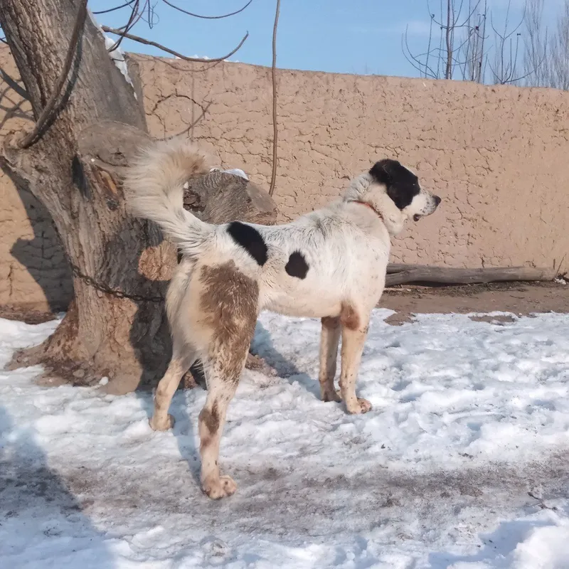 Кучуг сотилади пародаси Алабай — фото 2