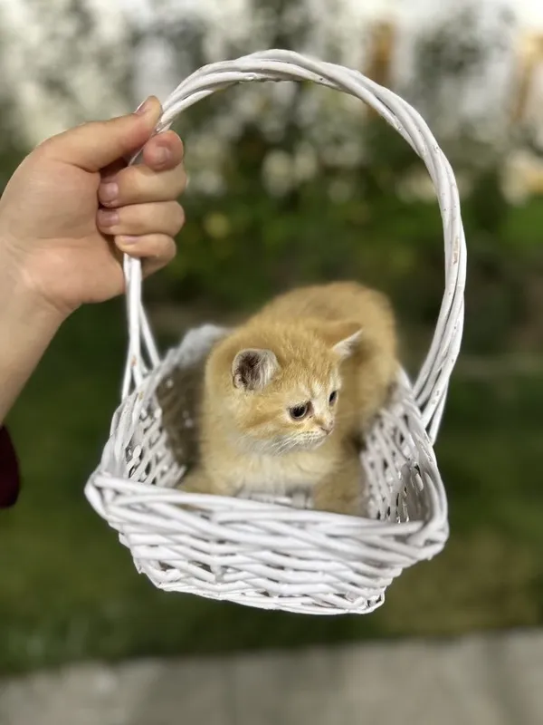 British Chinchilla 2 British Chinchilla 2