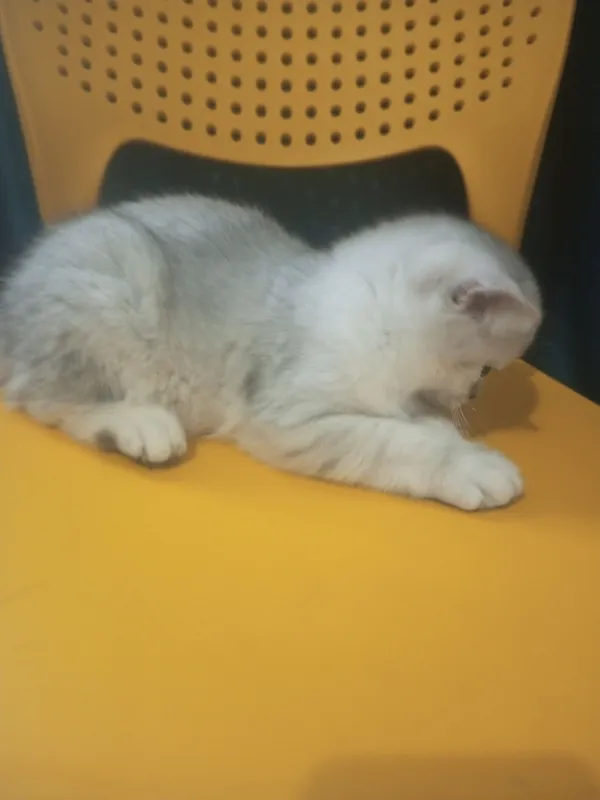 британский котик 5 британский котик 5