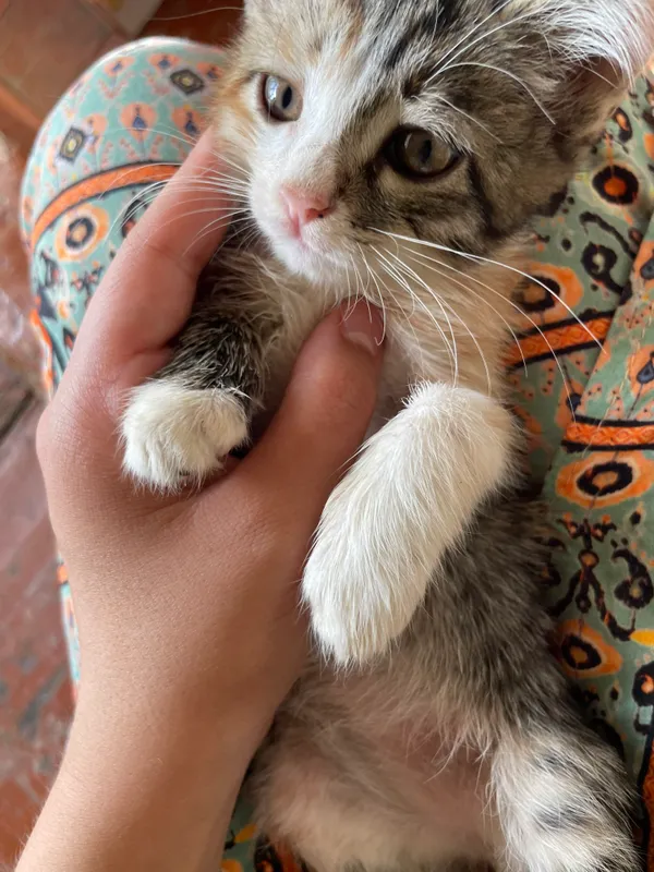 кошка 1 кошка 1