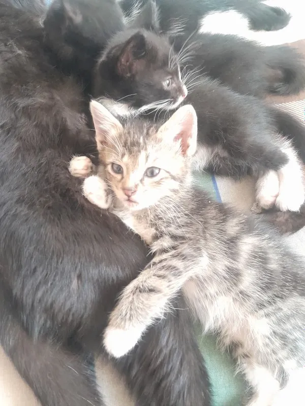 Одам котят в хорошей руки