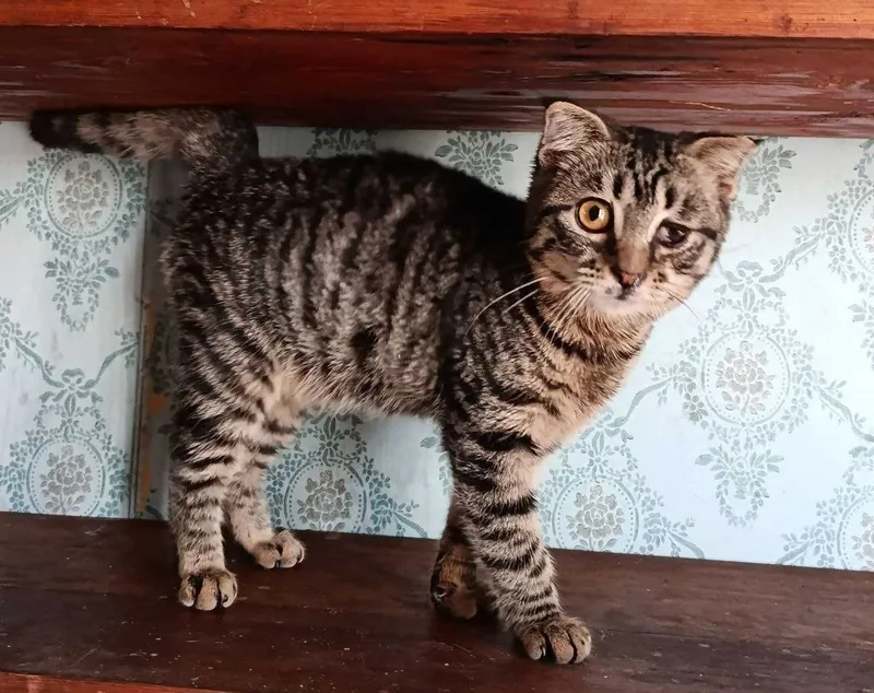 Котята в добрые руки. Смотрите другие объявления автора. — фото 2
