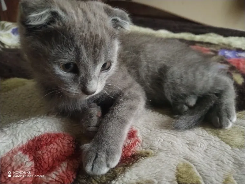 Mushukchalar Scottish fold va Turk Angora
