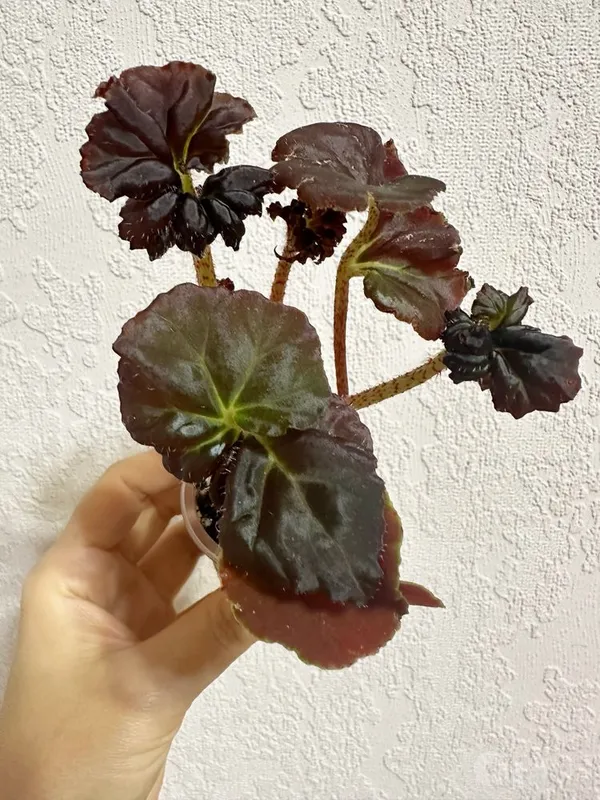 Bordo rangli begoniya 3 Bordo rangli begoniya 3