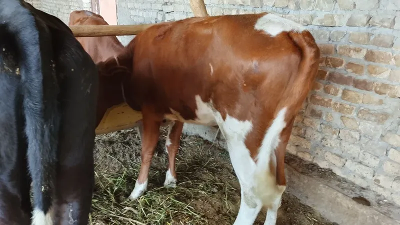 Mollar sotiladi manzil Buxoro viloyati jondor tumani 2