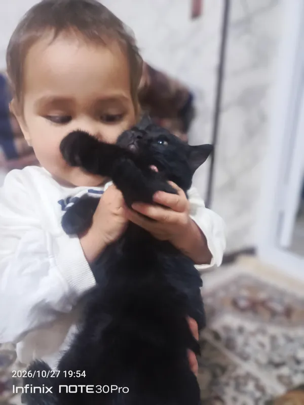 mushukcha mehribon insonlarga beriladi 2