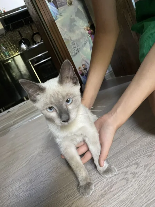 Продам сиамского котенка 4 Продам сиамского котенка 4