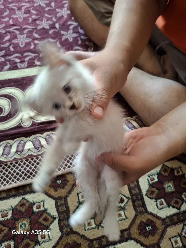Продаются сиамские котята 5