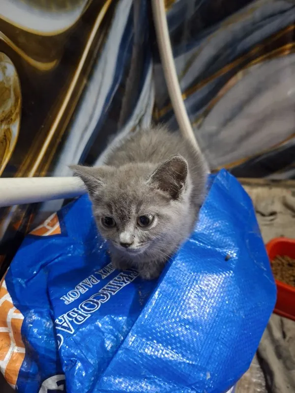 Котята в добрые руки — фото 2