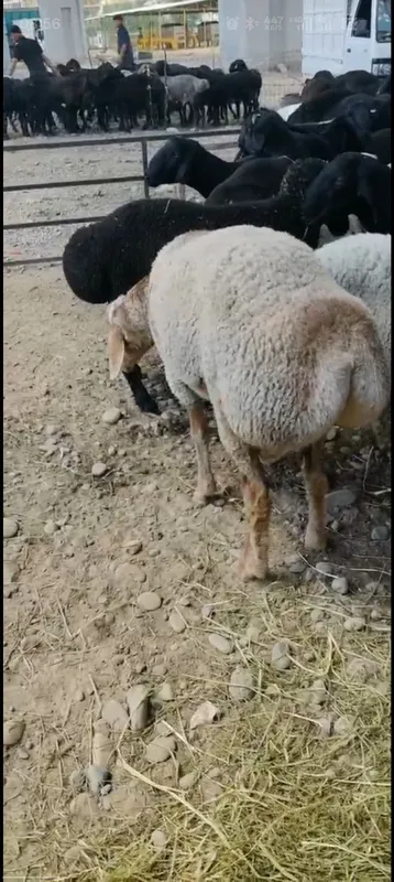 Qurbonlikka Qassoblik xizmatini taklif qlamiz Qurbonlikka Qassoblik xizmatini taklif qlamiz