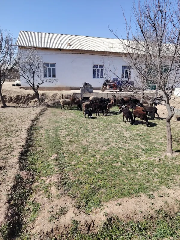Qo'ylar sotiladi