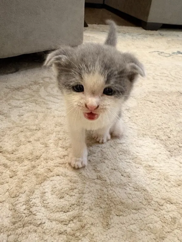 Mushuk Scottish Fold 2 Mushuk Scottish Fold 2