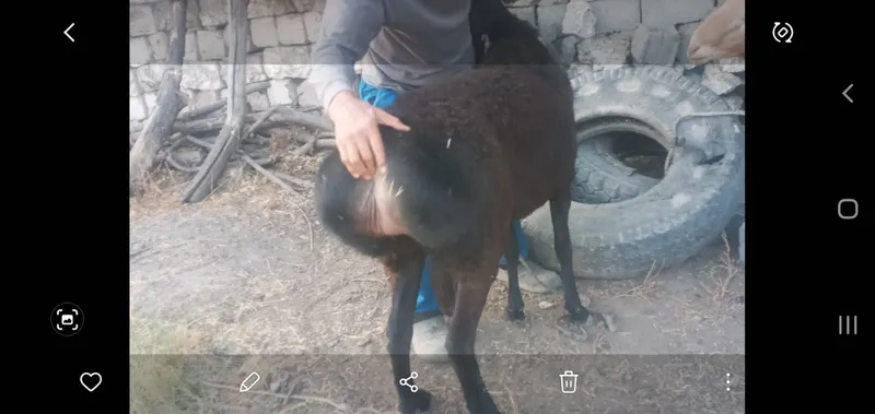 Зотдор кучкорлар — фото 1