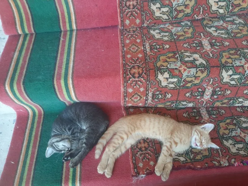Shoshilinch 2 oylik mushukchalar hadyaga beriladi 1