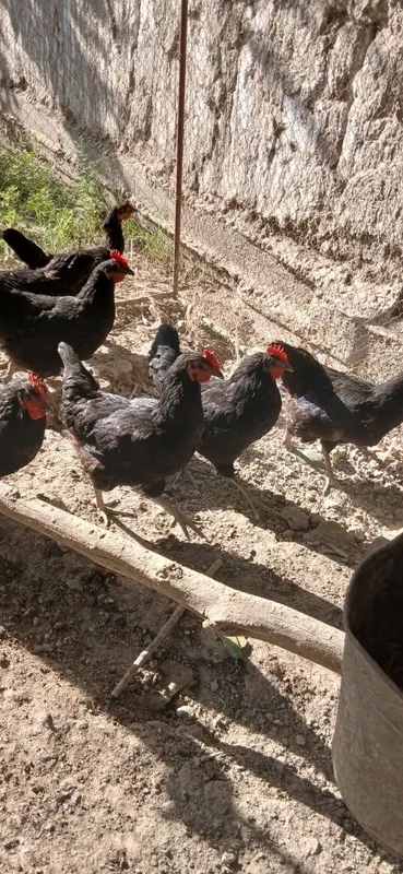 Gigant Qora Shahzoda Tovuqlari, Xo‘rozlari, Tuxumlari va 2 Oylik Jo‘ja — фото 2