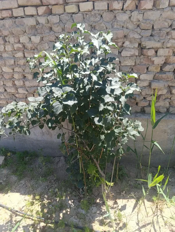продам деревья сирени 6