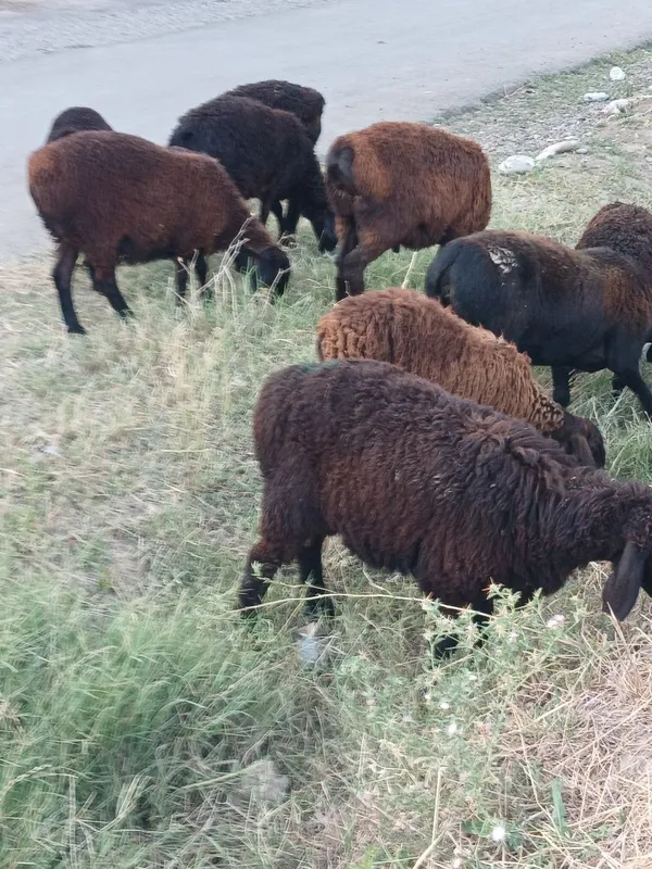 Assalomlekum Urgʻochi qoyla va Bogʻoz Qoylar sotiladi 3 Assalomlekum Urgʻochi qoyla va Bogʻoz Qoylar sotiladi 3
