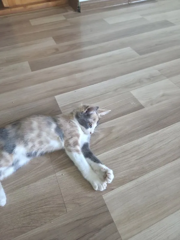 Ласковый котёнок-девочка подарит радость и уют 3 Ласковый котёнок-девочка подарит радость и уют 3