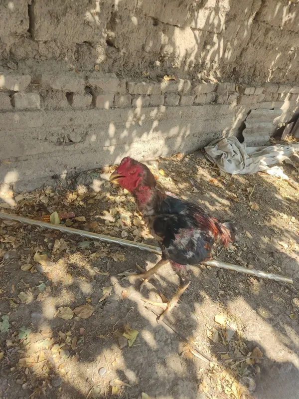 Dakan xoʻroz sotiladi 1 Dakan xoʻroz sotiladi 1