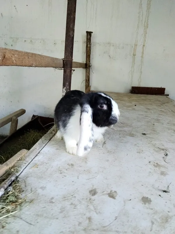 Zotdor Fransuz Baran quyonlari sotiladi — фото 5