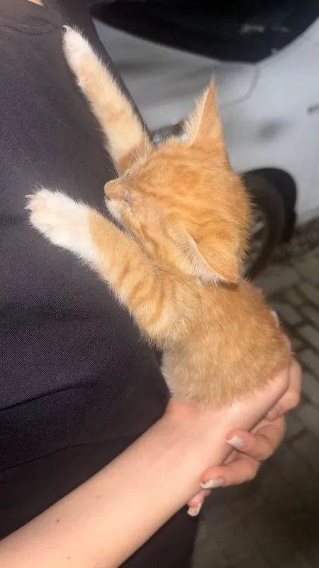 Mushukchani bepul beramiz 1 Mushukchani bepul beramiz 1