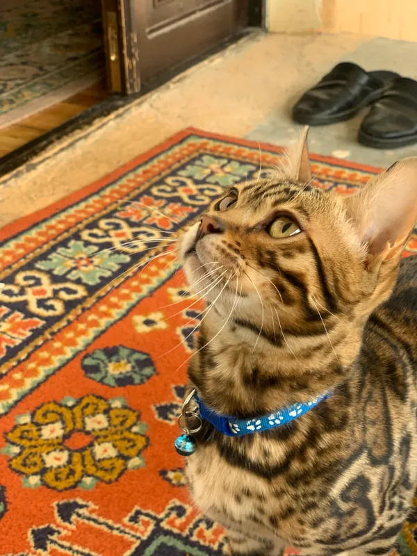 Paroda Bengal