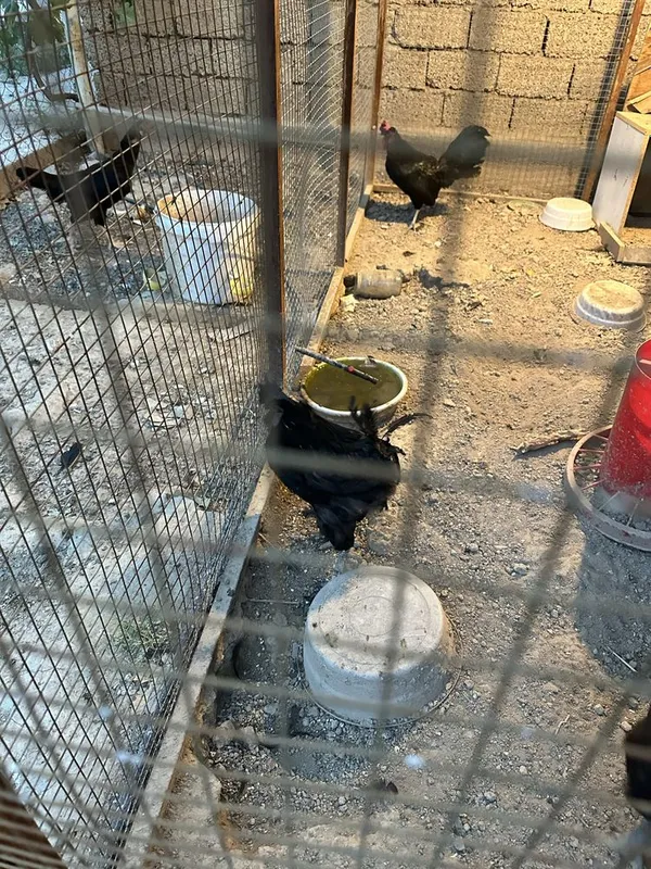 Horoz sotiladi zotli tuhmga zor 3 tasi zotli bittasi hashaki 5 Horoz sotiladi zotli tuhmga zor 3 tasi zotli bittasi hashaki 5