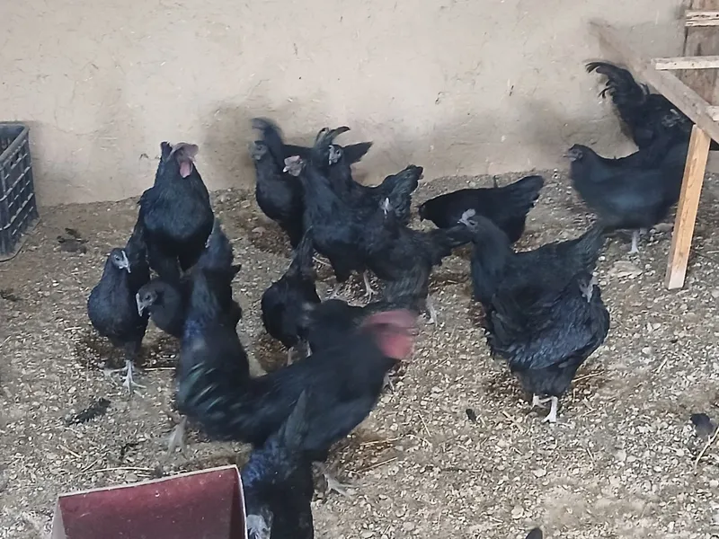 Uxeyle tovuq va xo'rozlari sotiladi 1 Uxeyle tovuq va xo'rozlari sotiladi 1