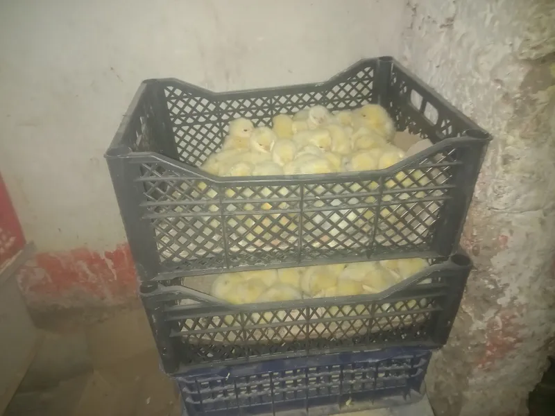 Tez o'suvchi jojalar garantiyasi bilan — фото 5